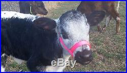 10 Cattle Halters (Choice) Bull, Cow, Yearling Calf Newborn MIX AND MATCH USA