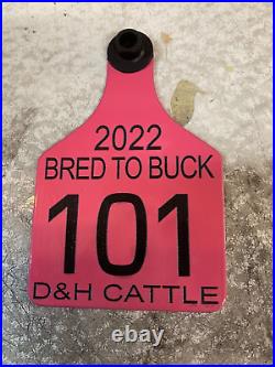 50 cattle cow ear tags custom personalized never fade BOTH sides engraved