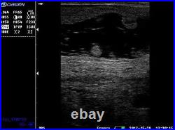 DAWEI Vet Ultrasound Scanner Convex Probe for Goat Pig Cattle Equine Pregnancy