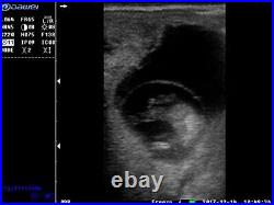 DAWEI Vet Ultrasound Scanner Convex Probe for Goat Pig Cattle Equine Pregnancy