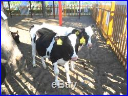 Electric Milking Machine For Cows or Sheep Vacuum Piston Pump 110 V/220 V