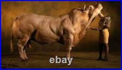 Equine/Cattle/Bovine/Horse BULKING additive. Several different kinds. See 2nd pi