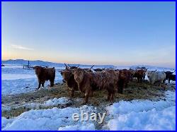 Purebred Highland Cattle