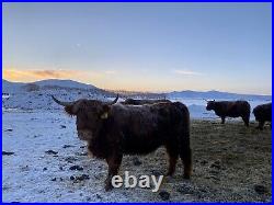 Purebred Highland Cattle